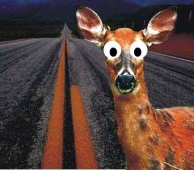 Read more about Deer in the Headlights- A recent article by Ray Vaughan
